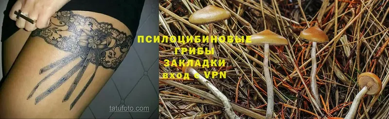 Галлюциногенные грибы GOLDEN TEACHER  купить   Ставрополь 